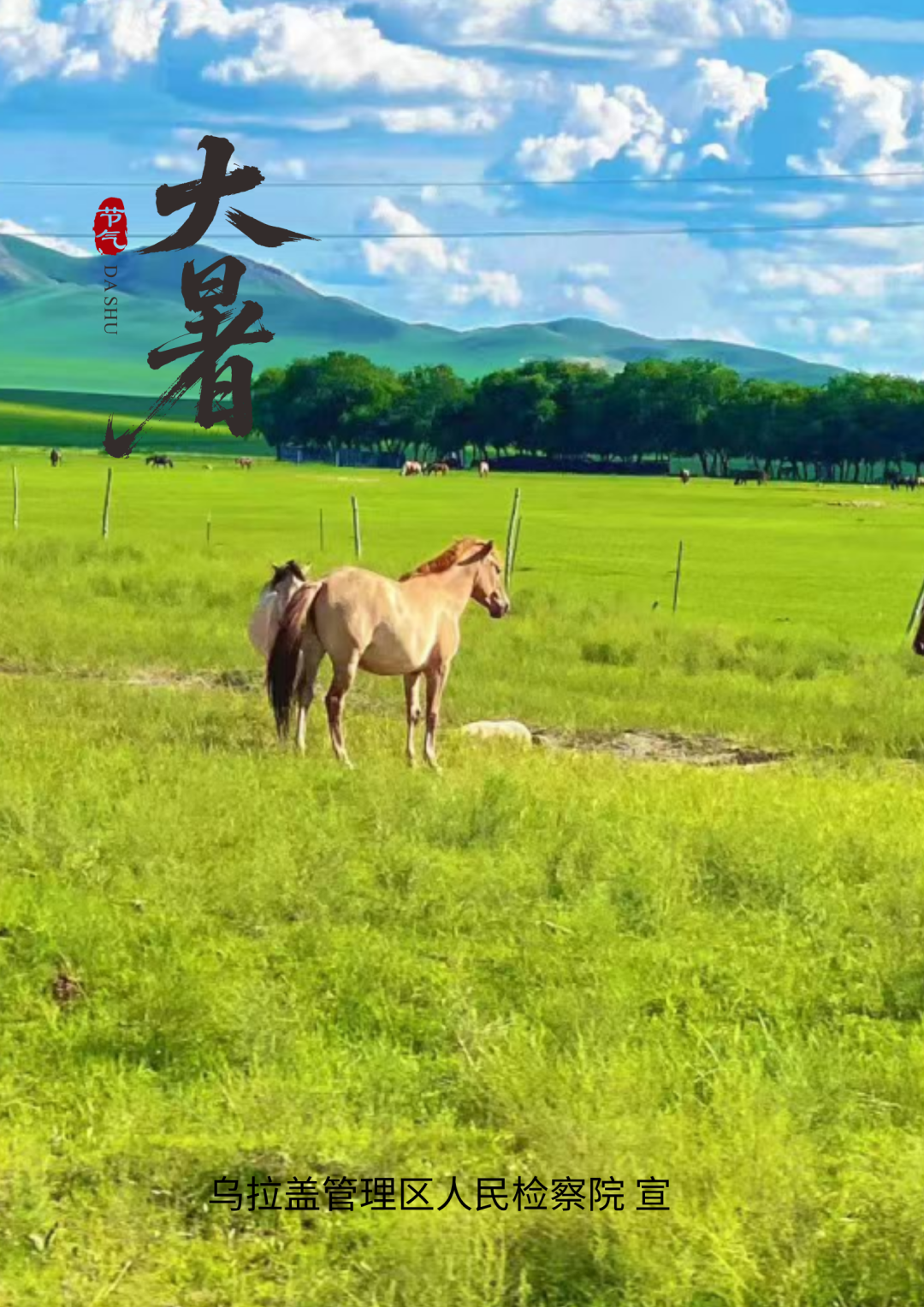 海报|大暑